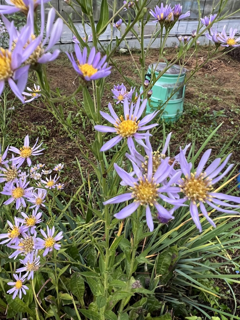 金魚のお母さん