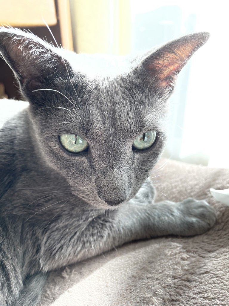 おねこちゃん