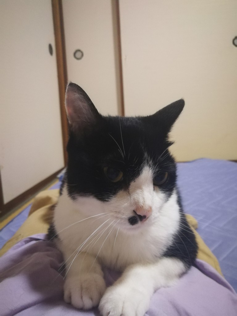 のの