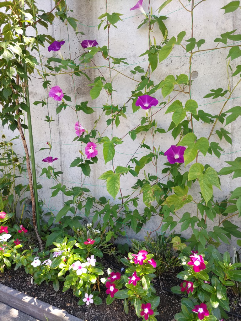 花、野菜大好き