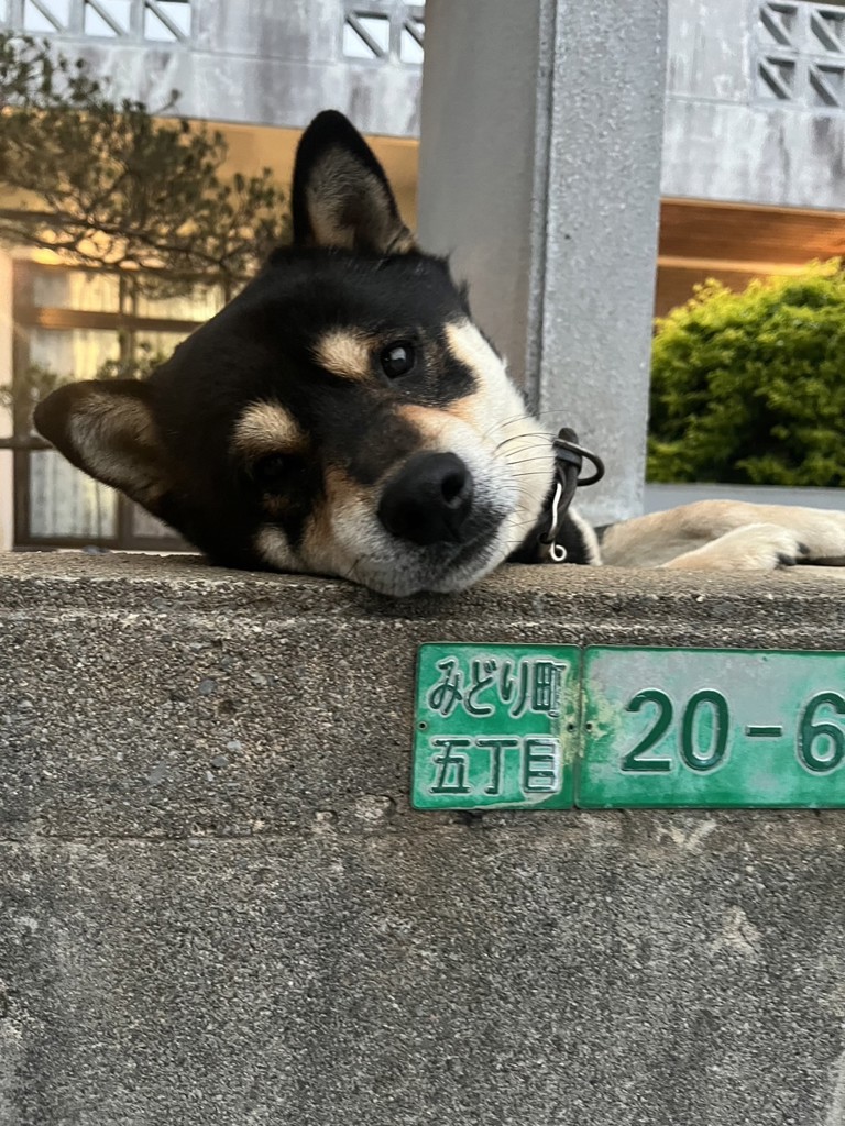 牛