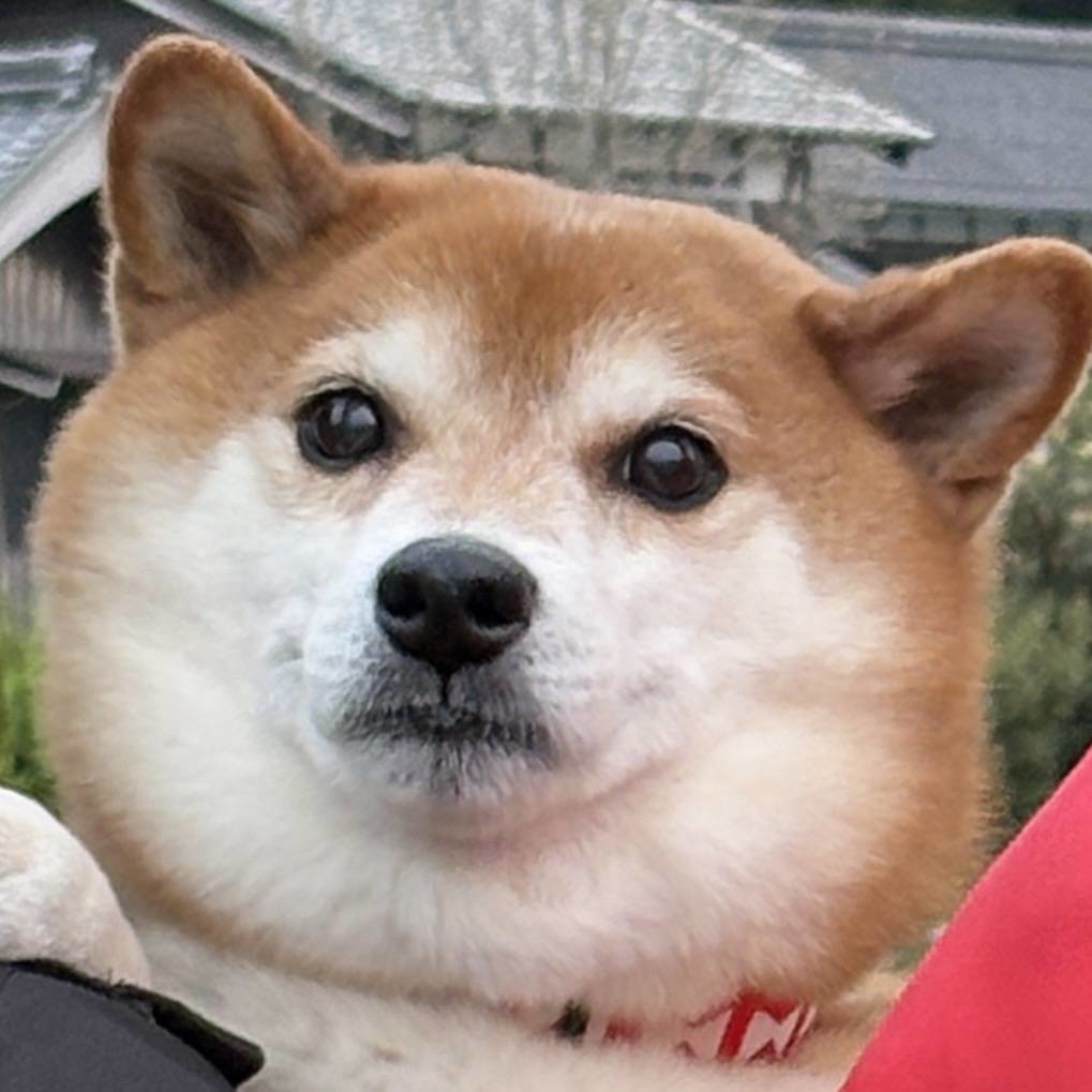せりか