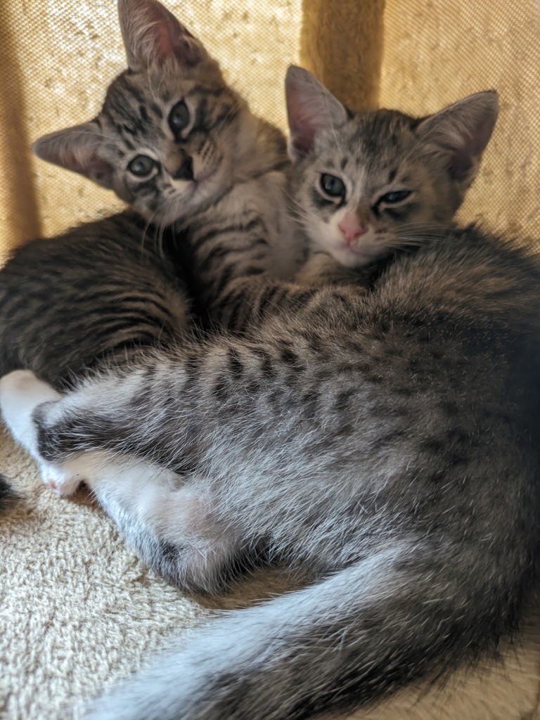 ツユリ