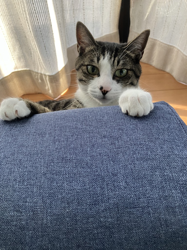 ネコんちのおばさん