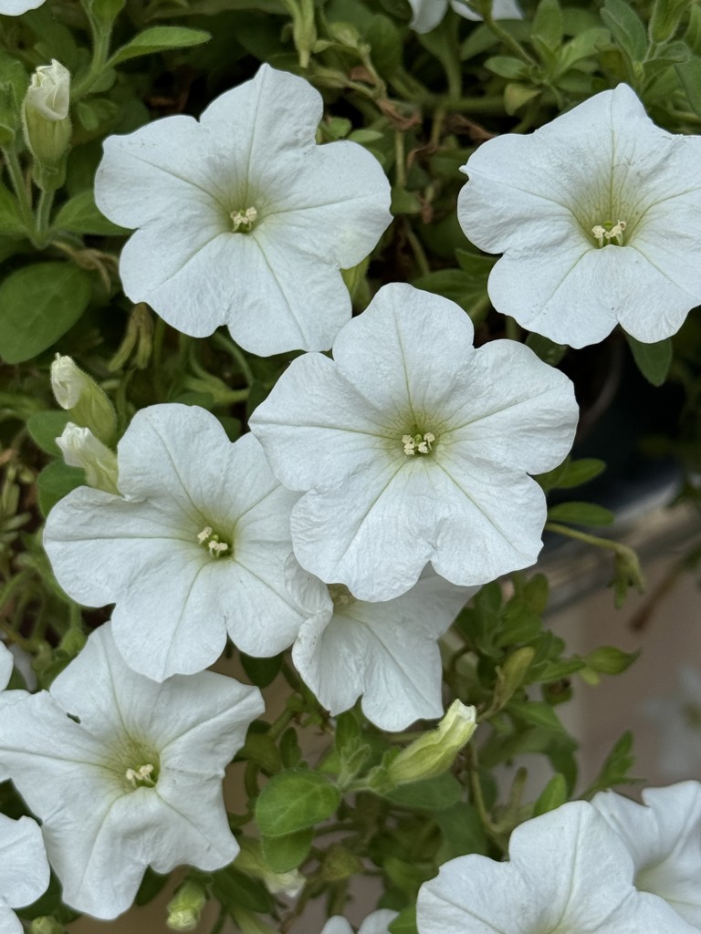 はなぞのけえこ