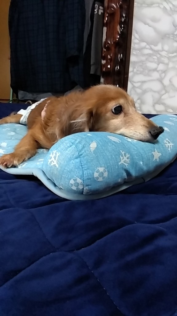 春ママ