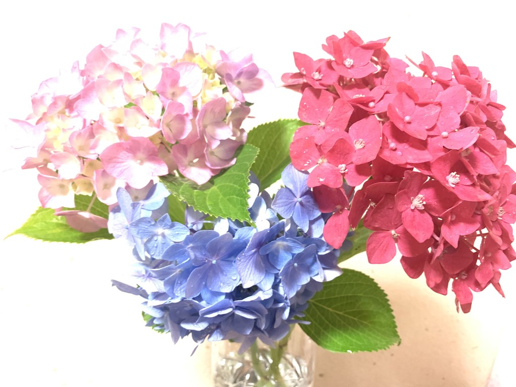 のっこ