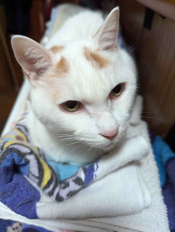 三毛猫の母