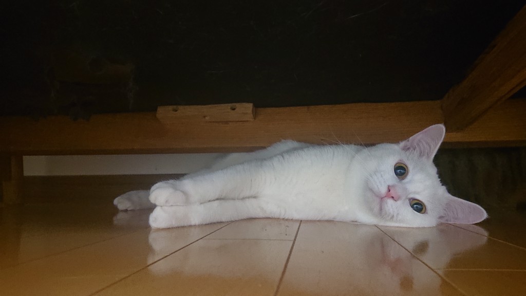 しろムギ