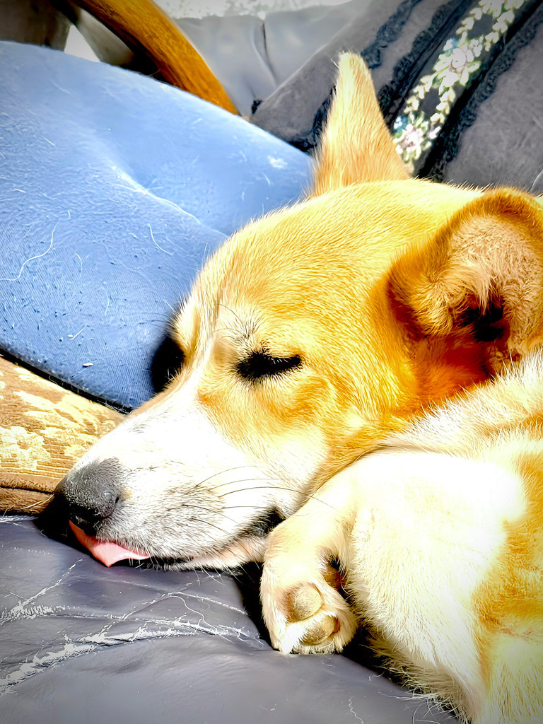 マミムメモンスター