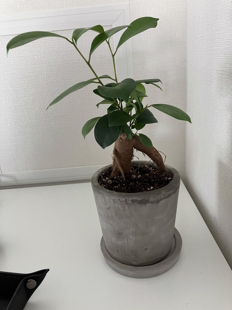 Tatsuki@cpa