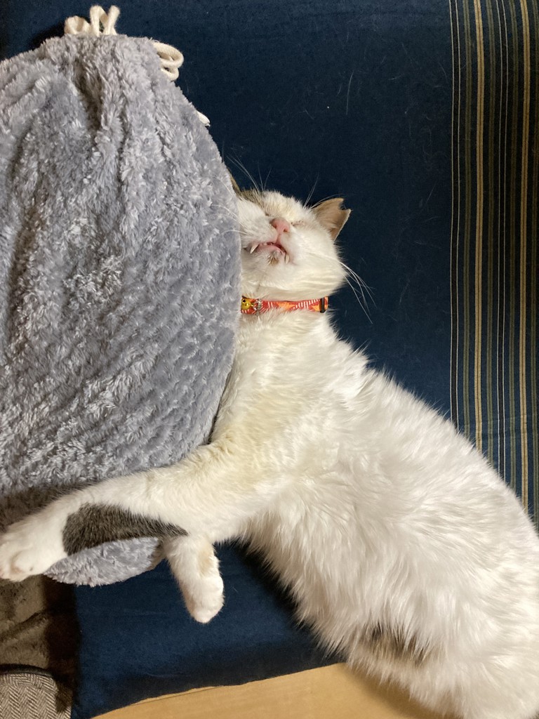 まいこう
