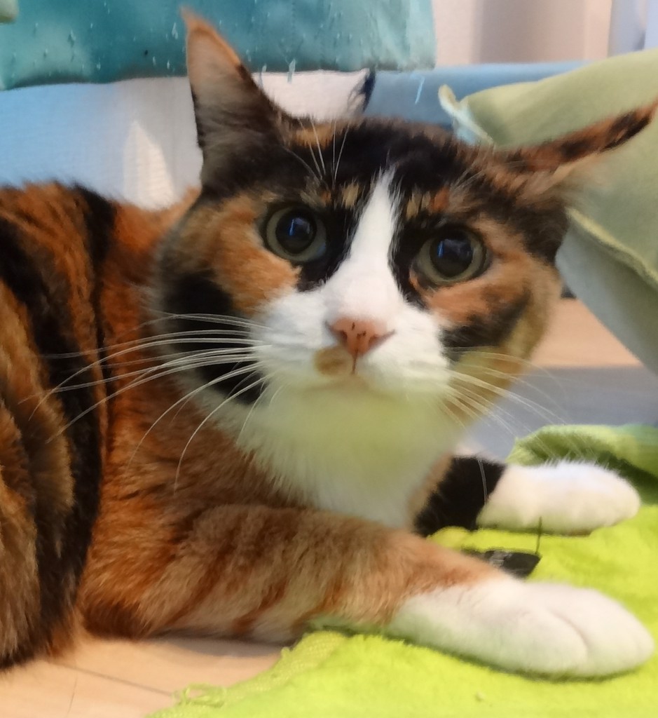 １１匹の猫飼い