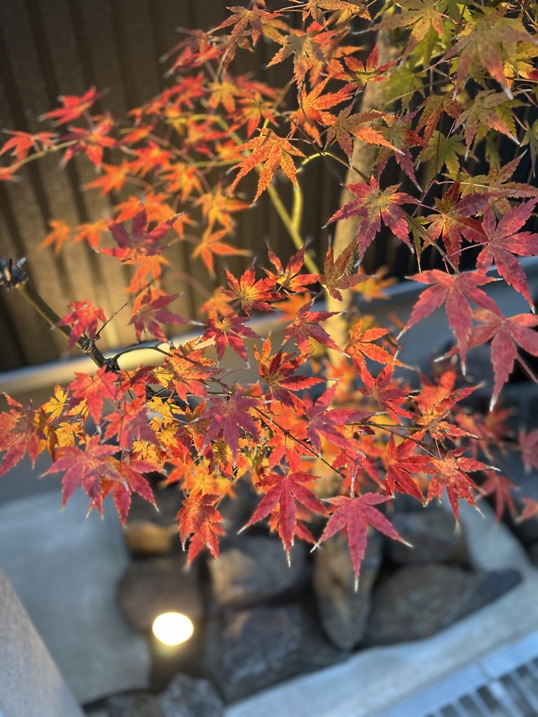 よーちゃん