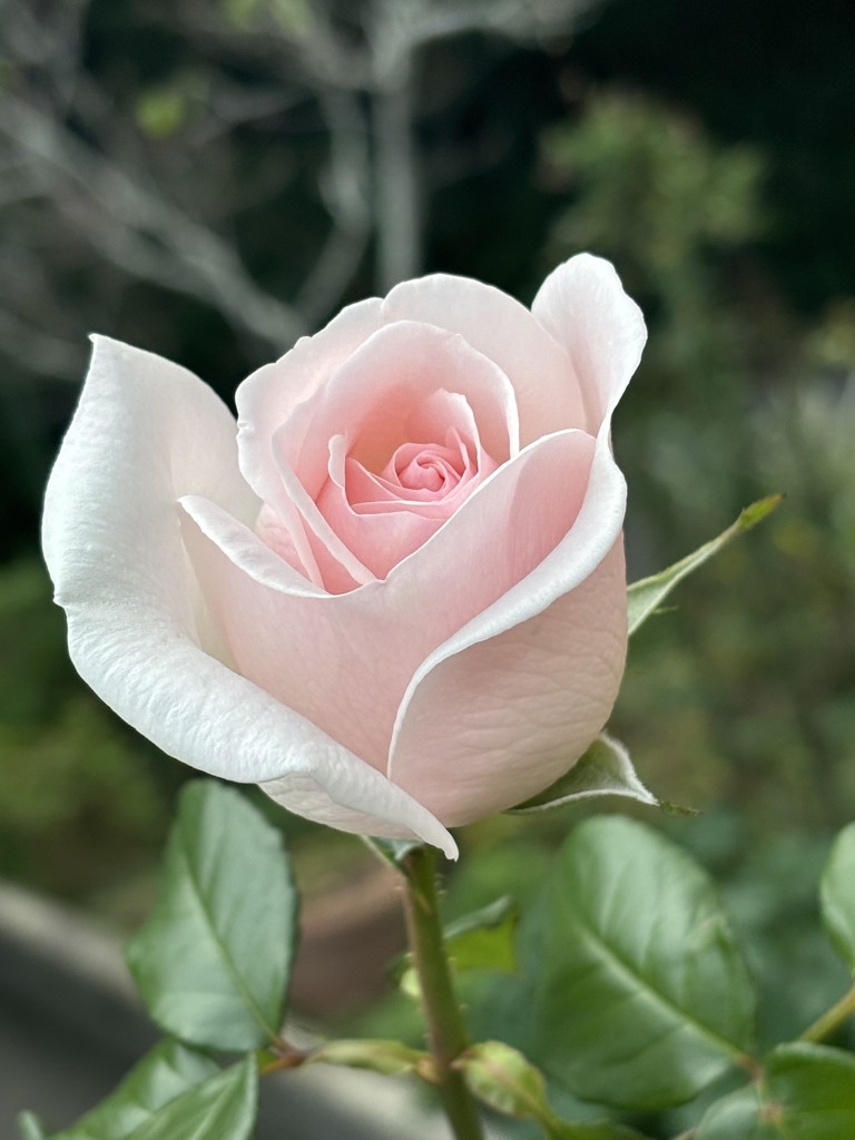 じゅんぽんにゃん