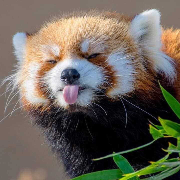 ぽんた