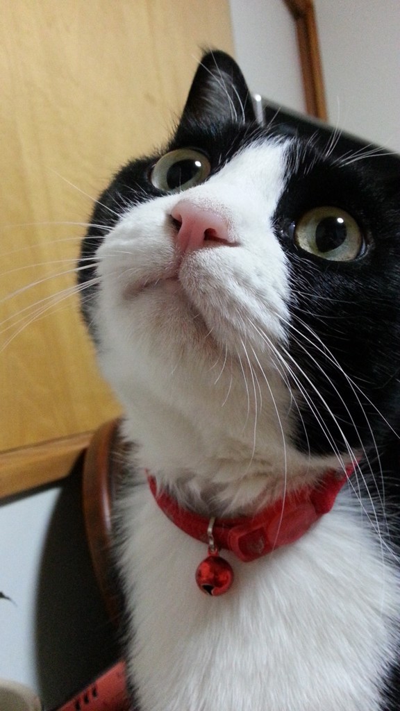 ねこねこ
