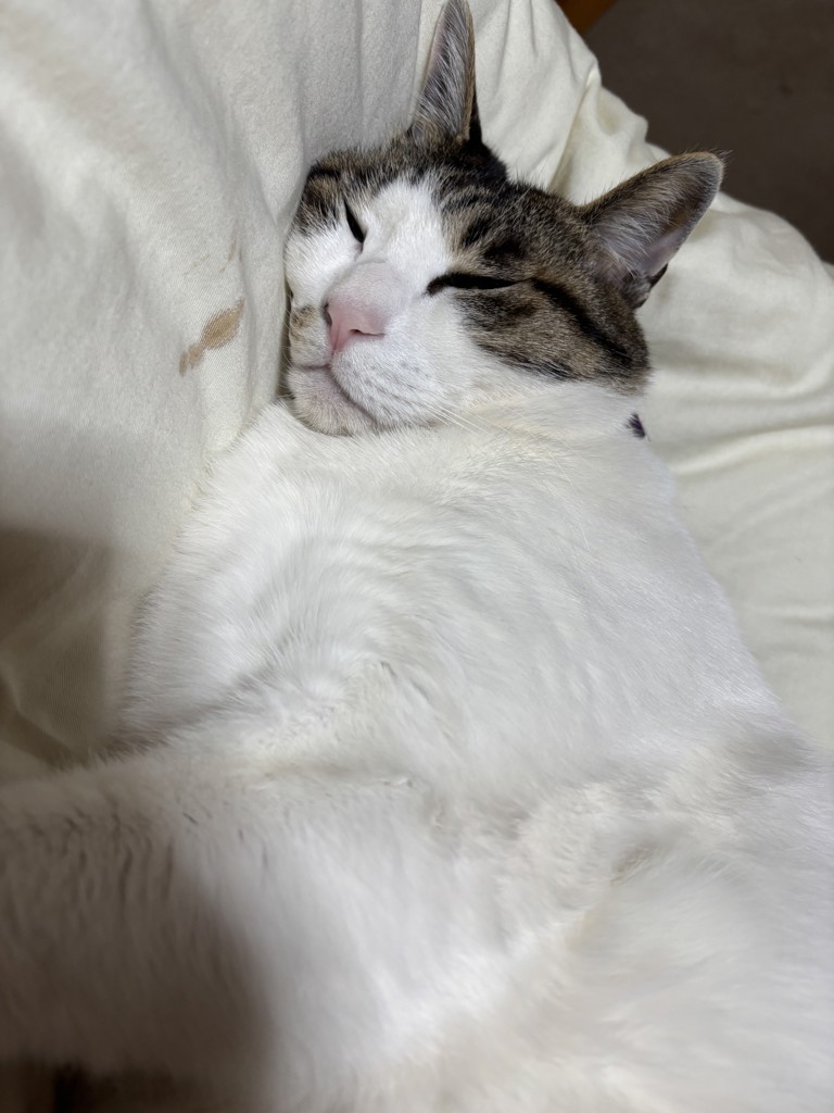 こじゅ