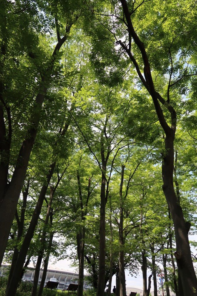 koharu