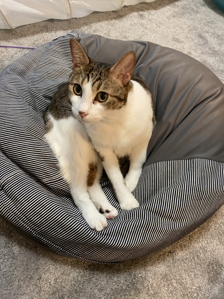 コハ