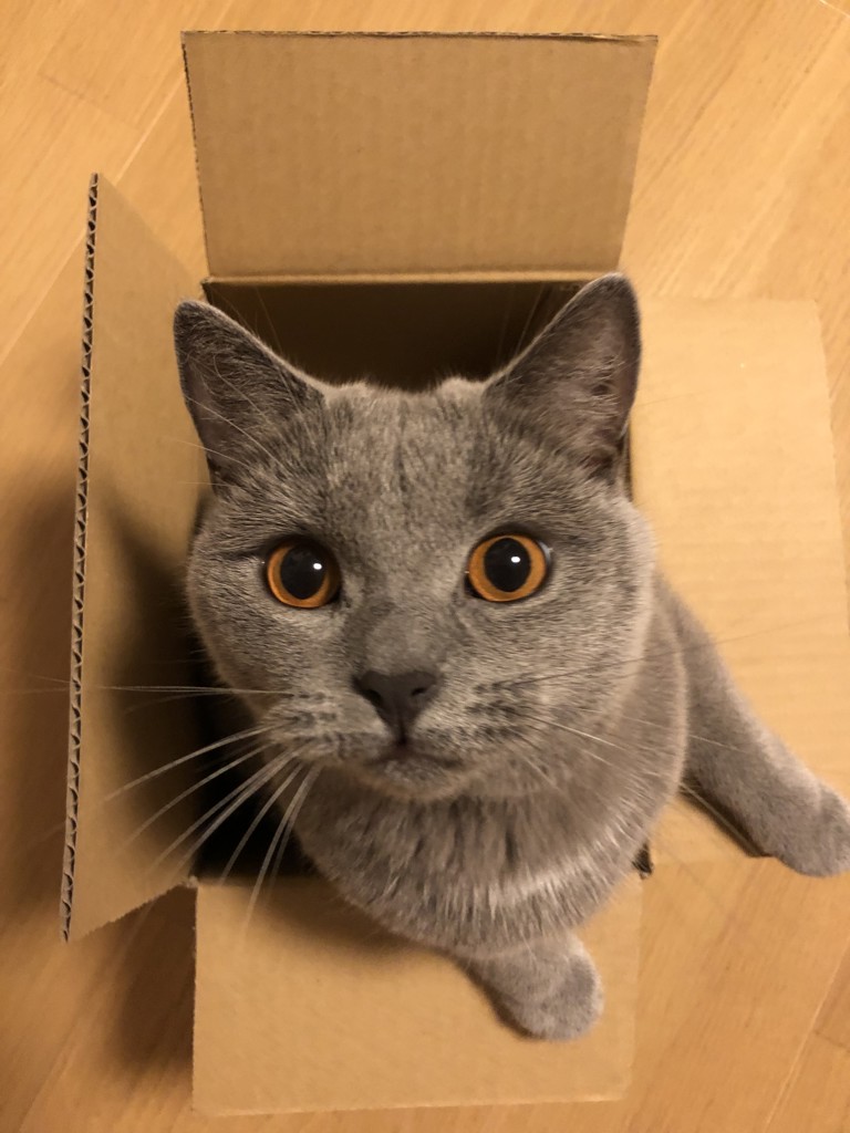 みょん