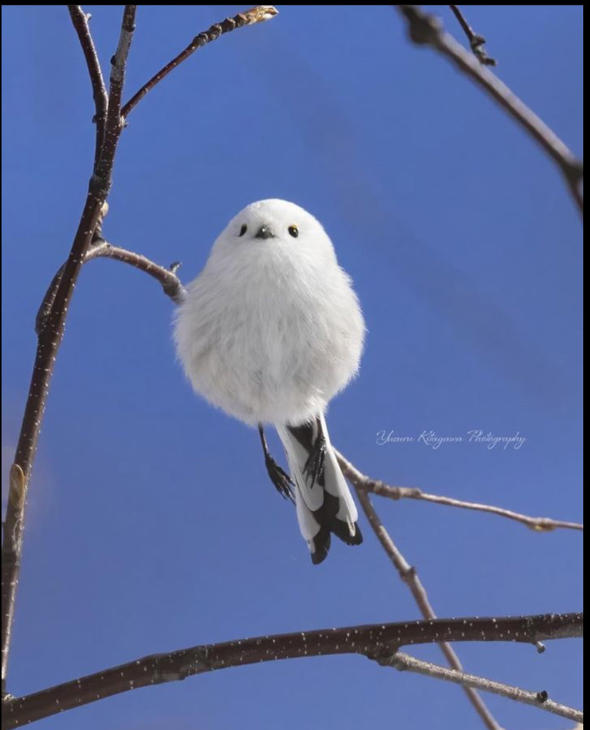れお
