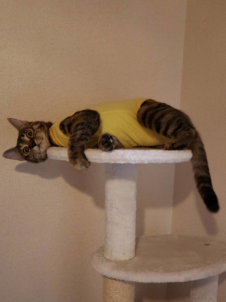 マナ