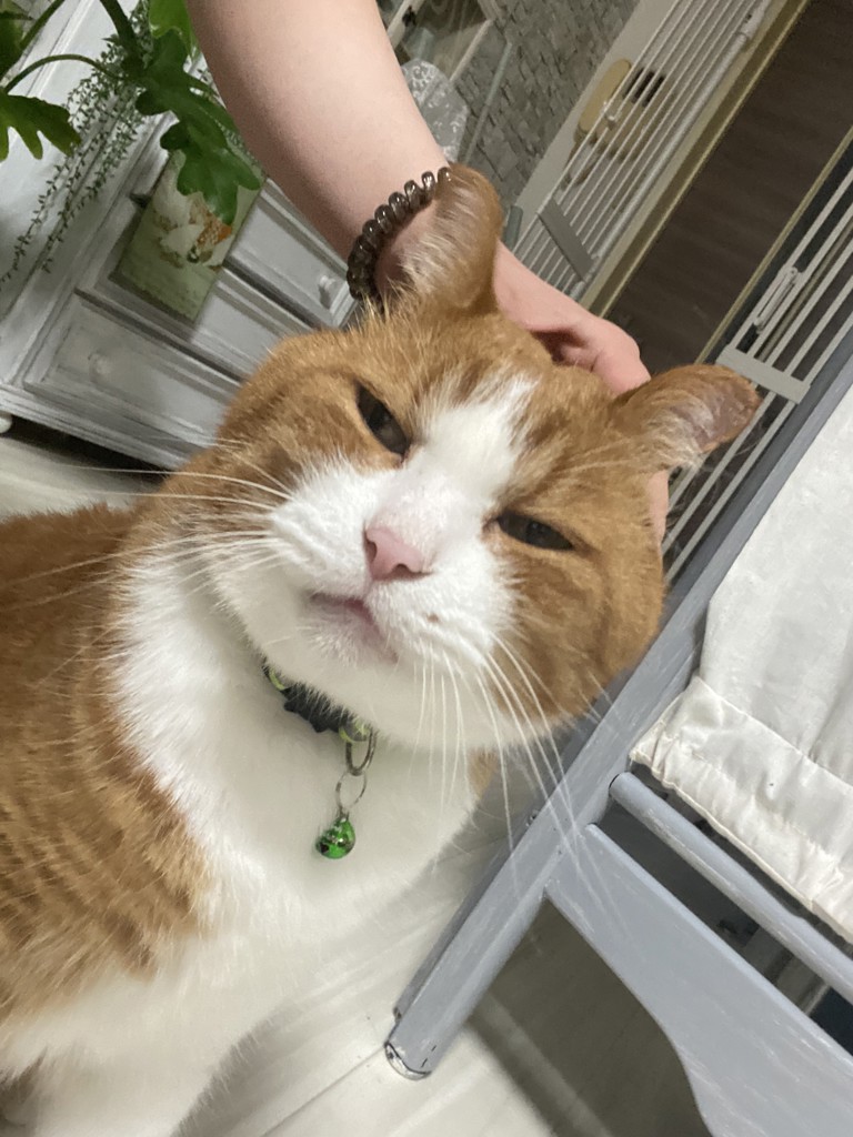 にゃおぽん