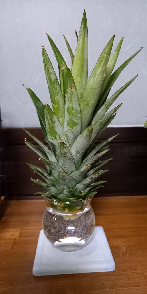 くにママ