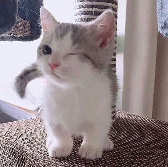 ももち
