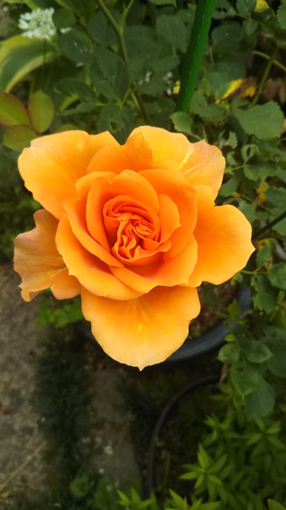 エステファクト リンクルホワイトメディカルジェル: オールインワン