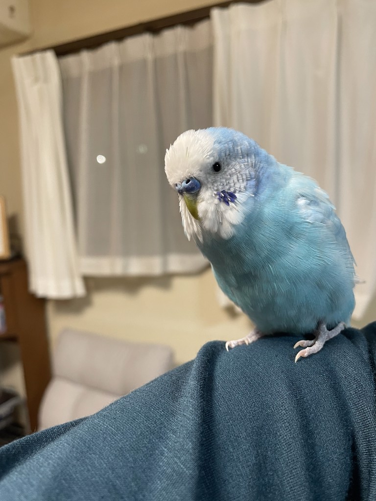 あーちゃ