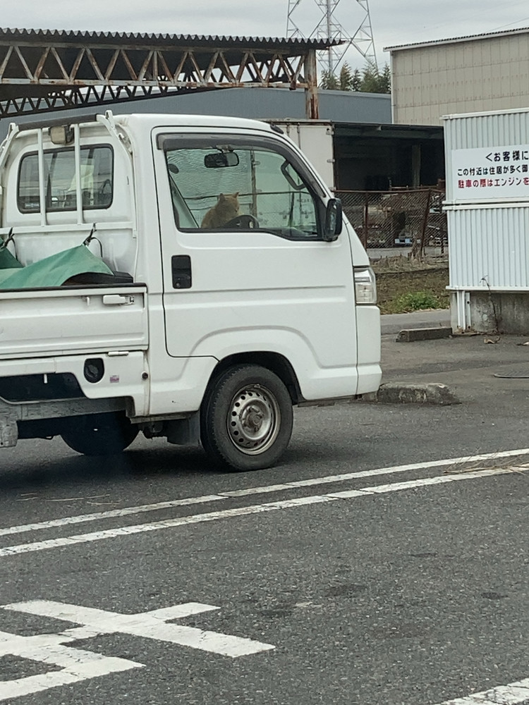のむ、