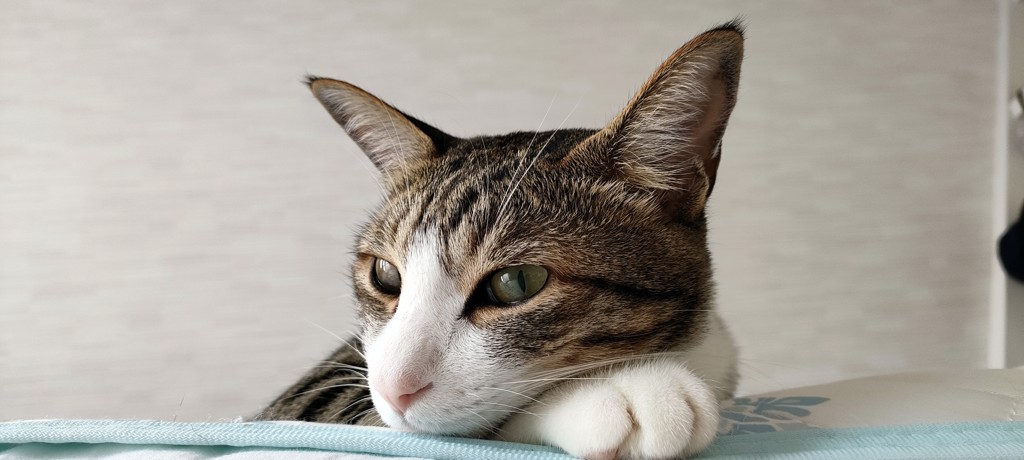 猫のウルフ君