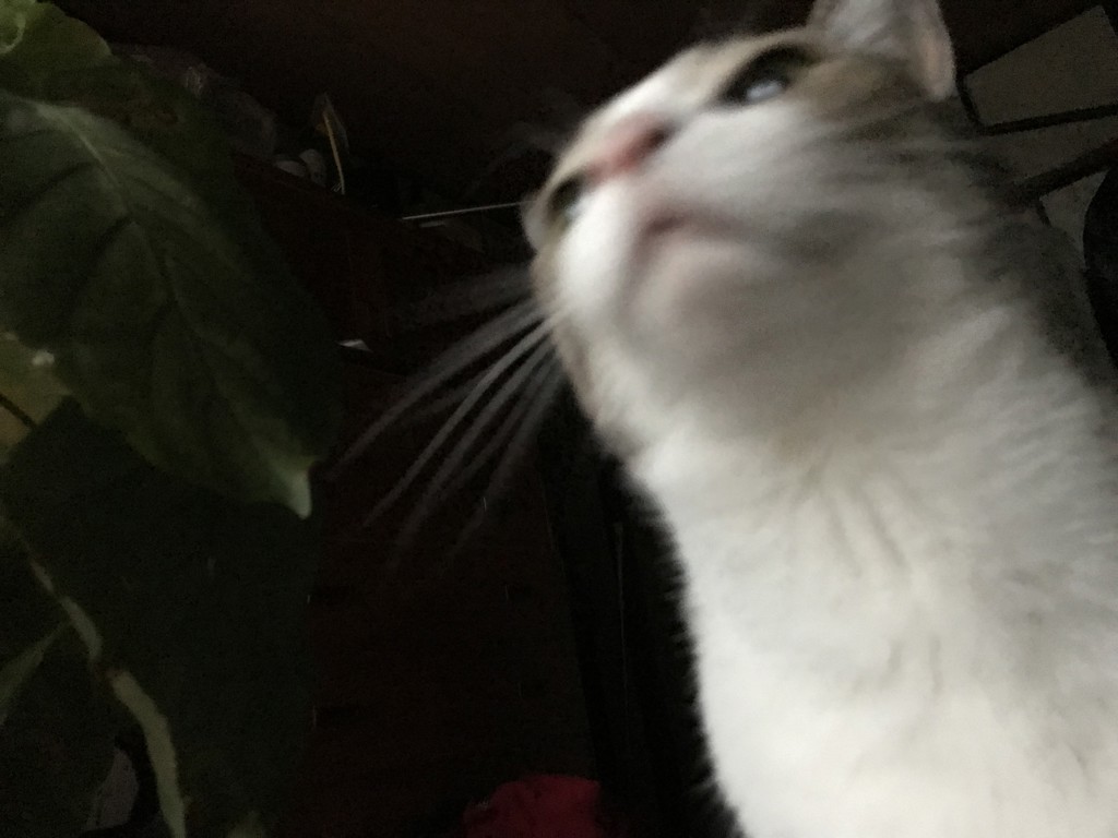 にゃじゃら