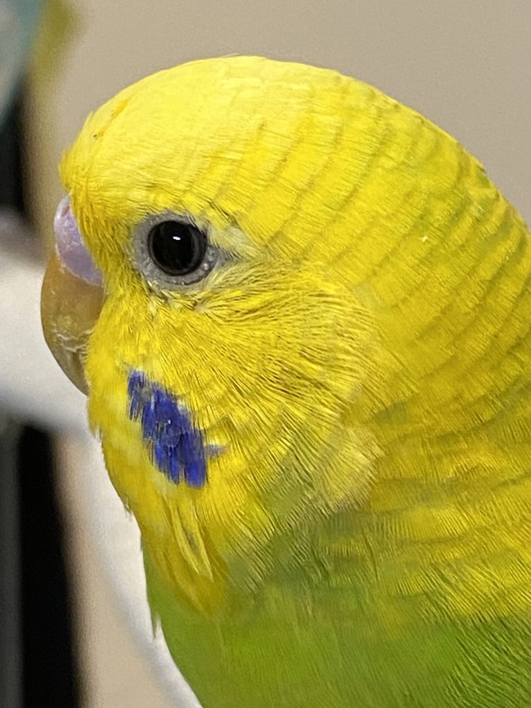 こっこ
