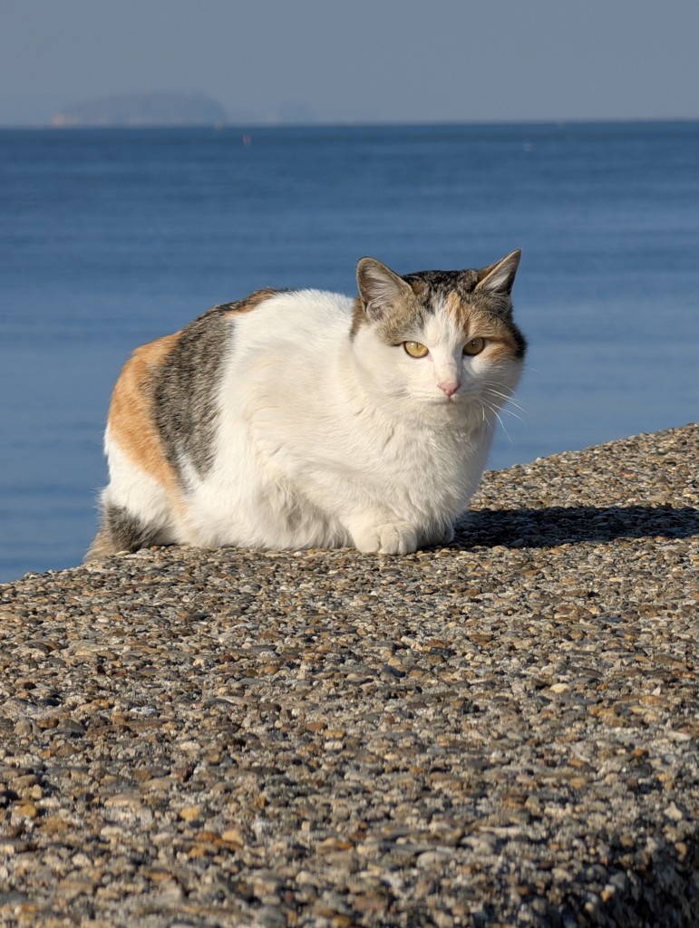 maru-bouzu