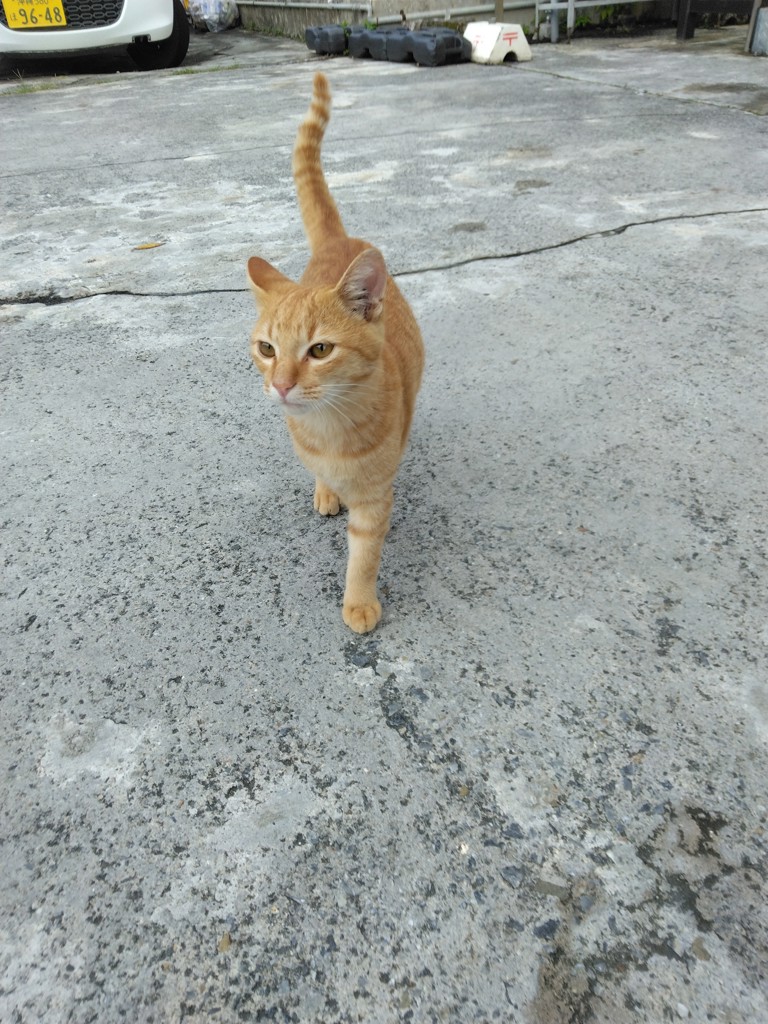 ヤンマー