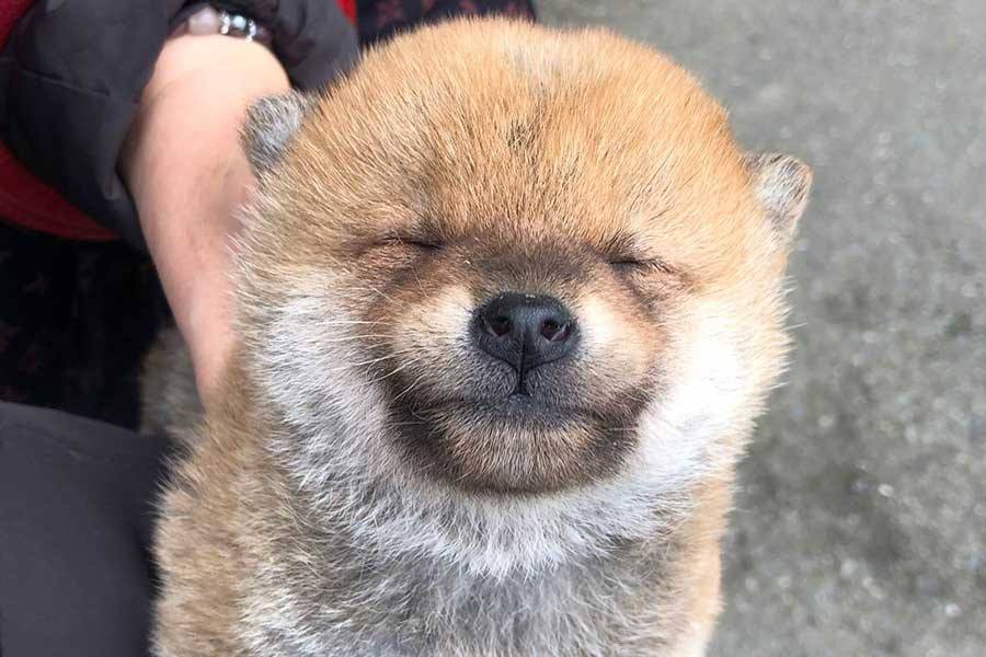 ゴベタン