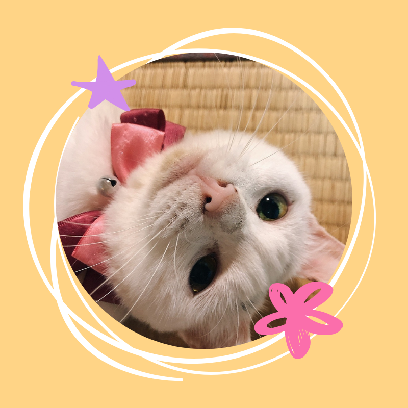ねこ11ちゃんねる
