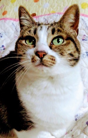 あづきち