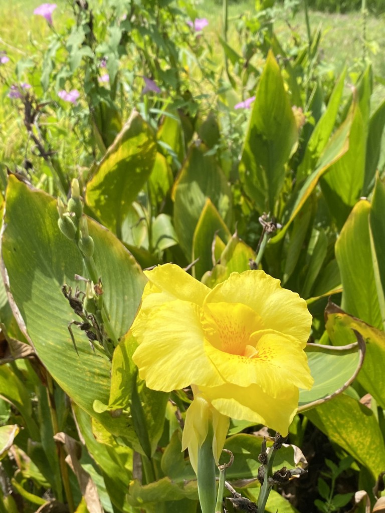 ぱる