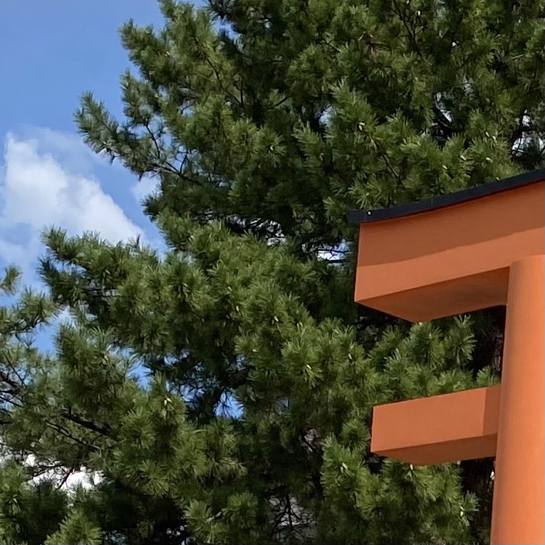 眠猫