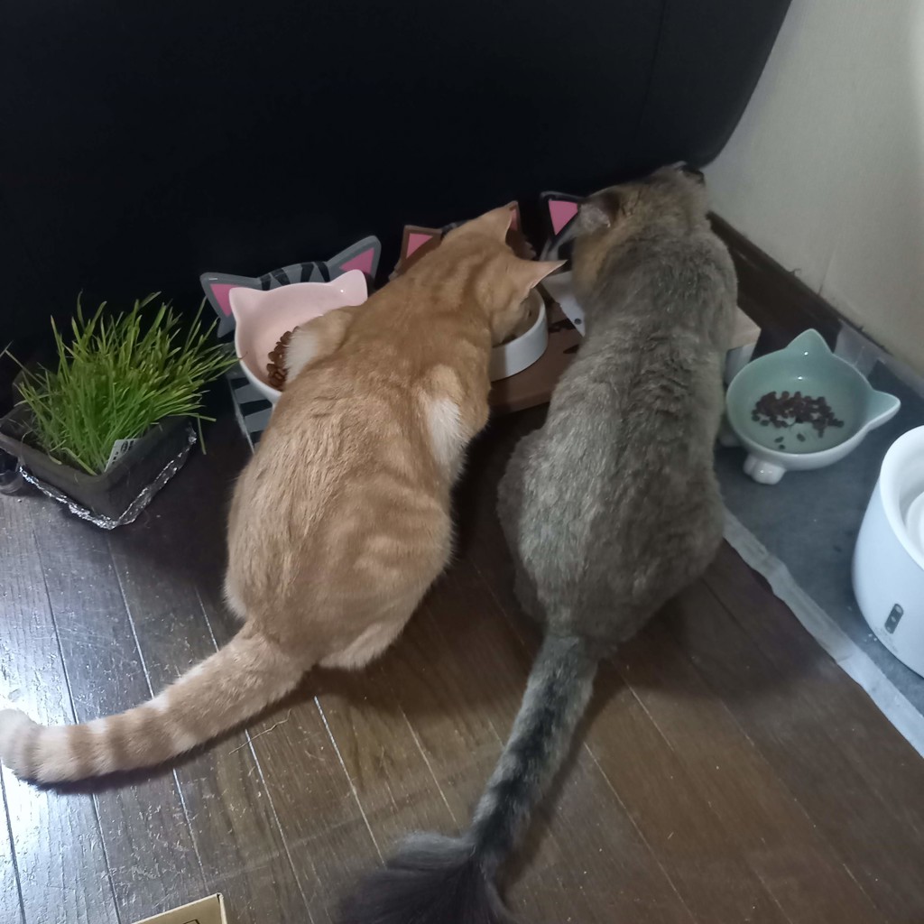 3ニャンズ