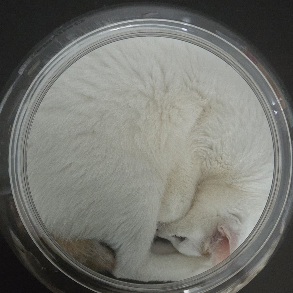 ユーザーアイコン