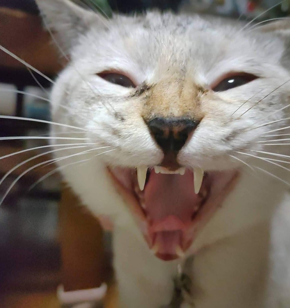 komugi
