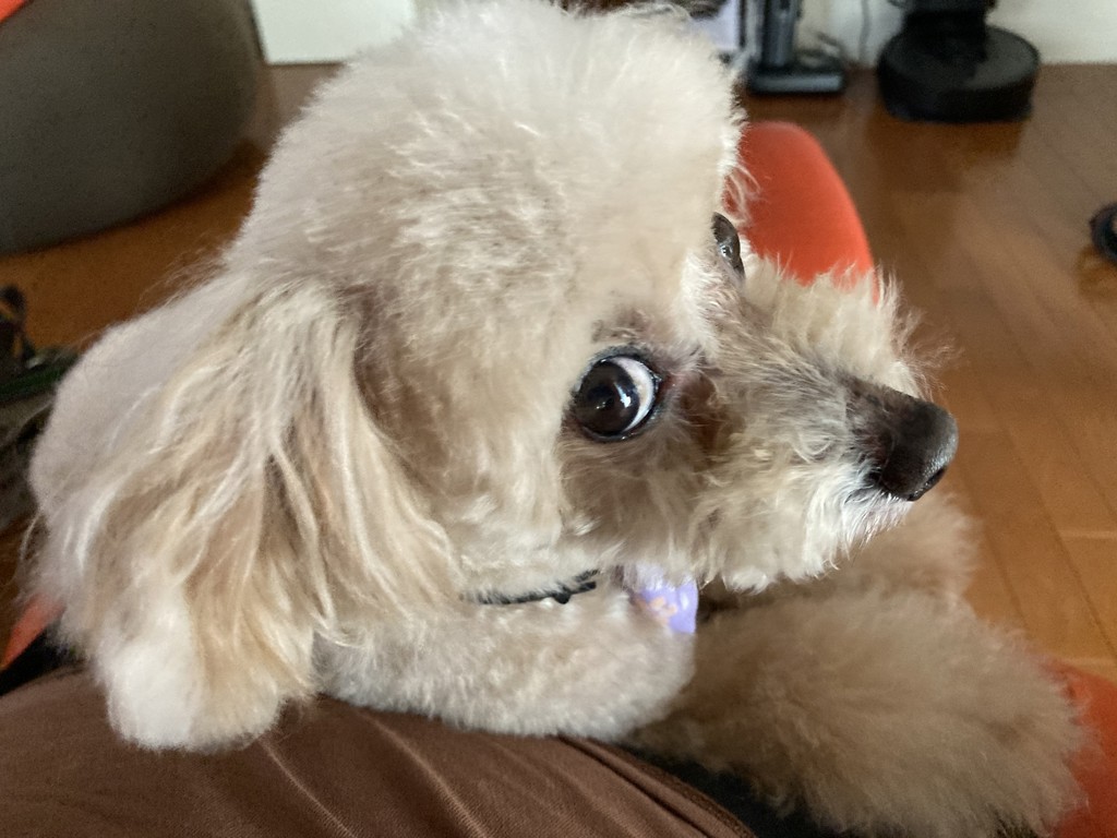 ダージリン