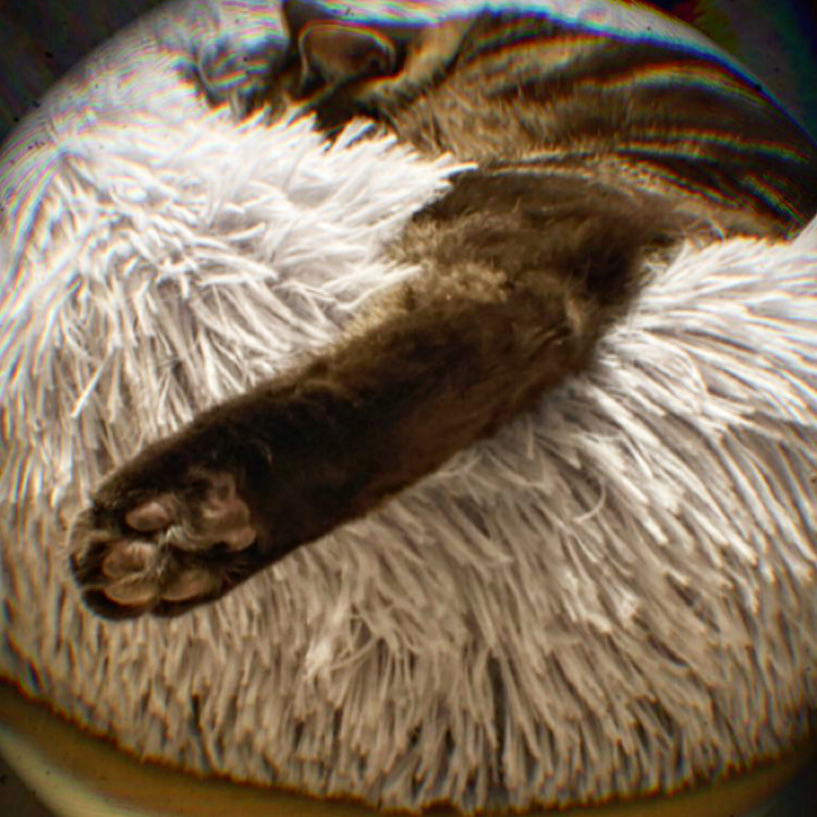 猫ばーば