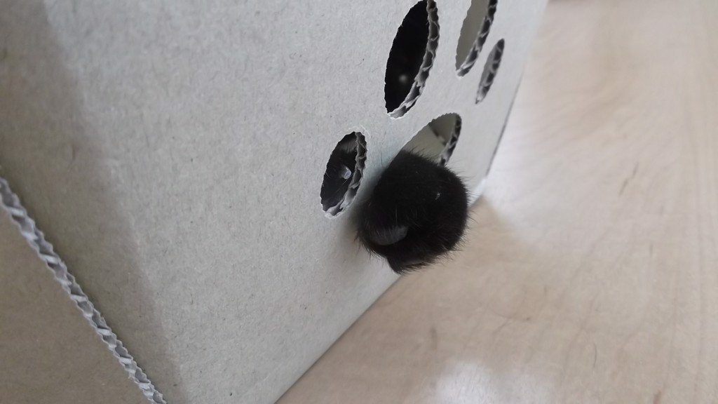ニナたん