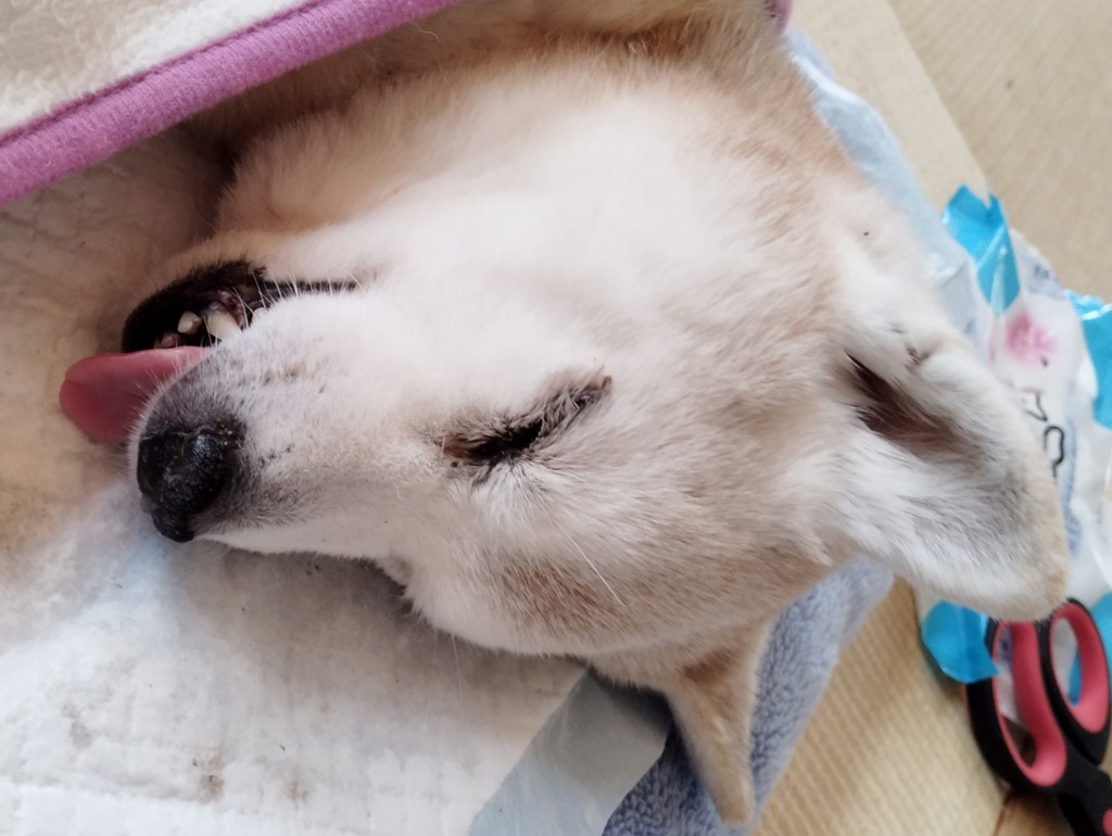 ユーザーアイコン